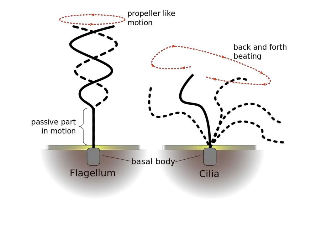 Beating pattern of eukaryotic “flagellum” and “cillum”,