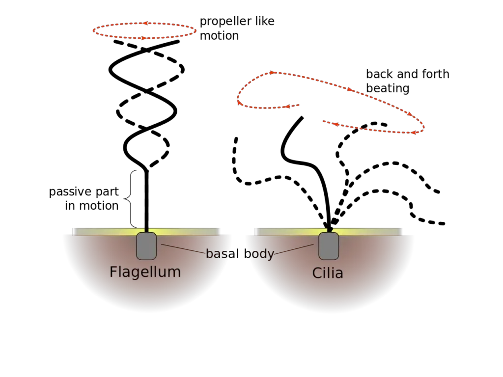 Beating pattern of eukaryotic “flagellum” and “cillum”,