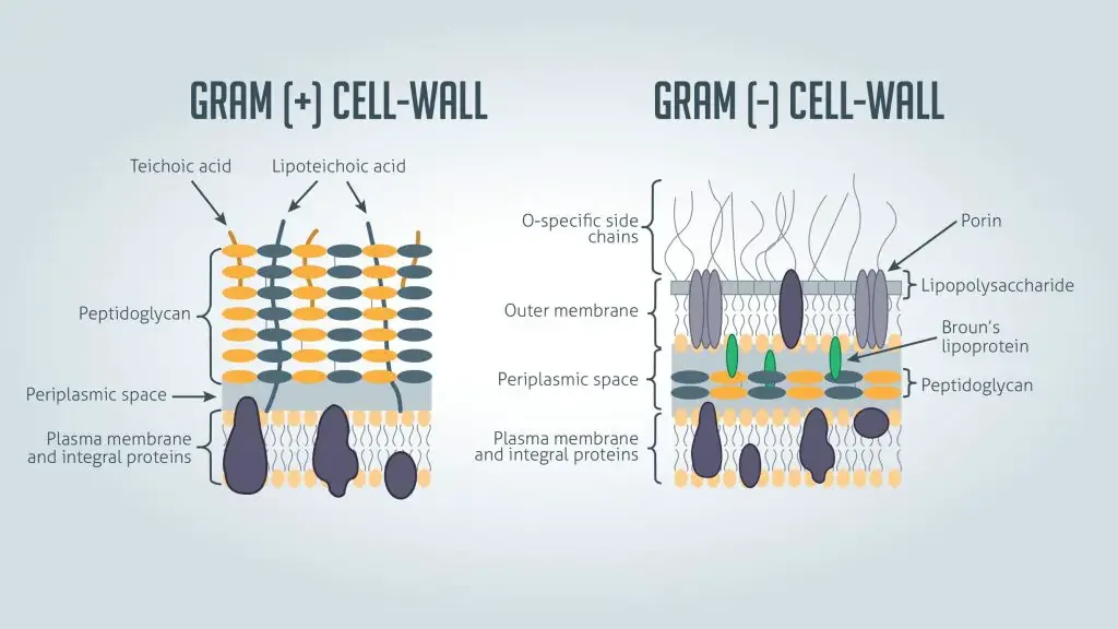 Bacterial cell wall structure of Gram-positive and Gram-negative Bacteria 