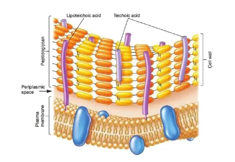 Cell wall structure of gram positive bacteria