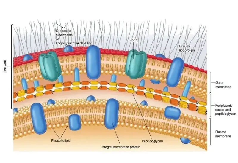 Cell wall structure of gram-negative bacteria
