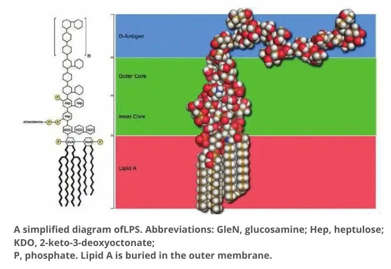 Structure of Lipopolysaccharide