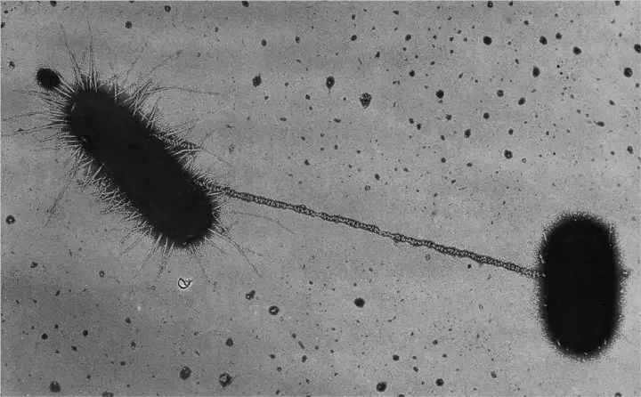 Bacterial Conjugation