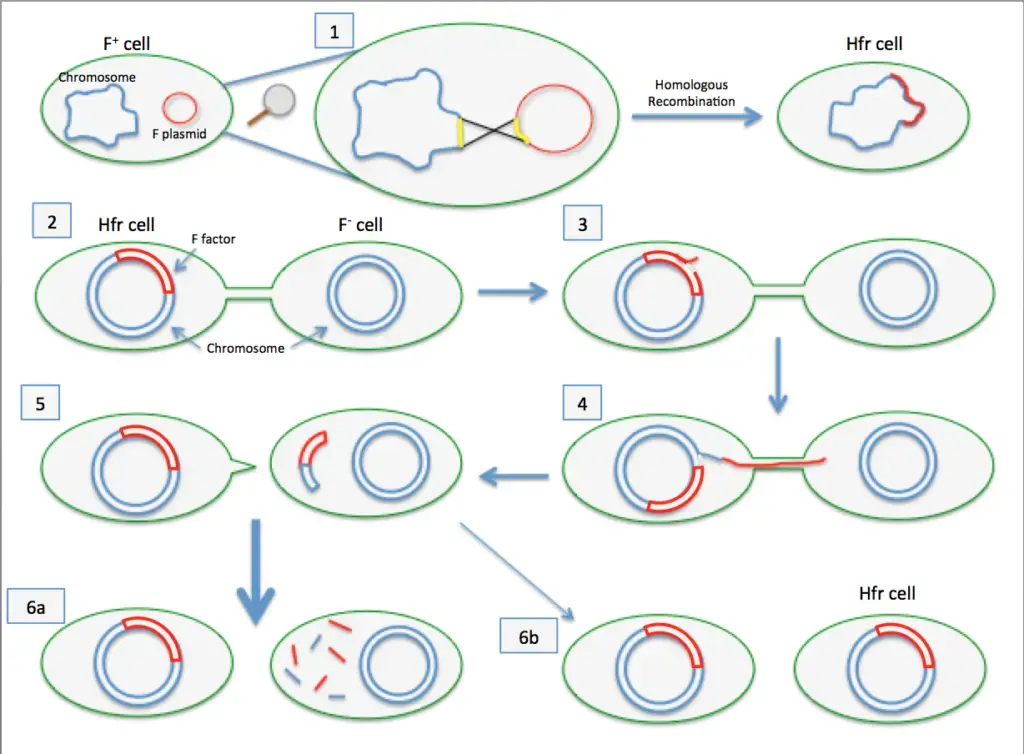 Bacterial Conjugation