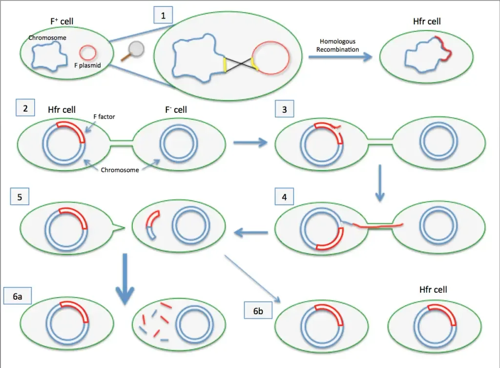 Bacterial Conjugation