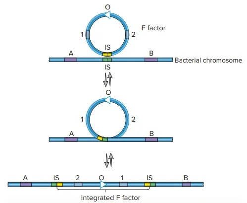 F Plasmid Integration | Reversible incorporation of a F plasmid or factor into the chromosome of a bacterial host. The procedure commences with plasmid and bacterial insertion sequence association. Note that insertion sequences (ISs) are utilized for recombination, not transposition. The O arrowhead (white) indicates the location where oriented chromosome transfer to the recipient cell commences. The letters A, B, 1 and 2 are genetic markers.