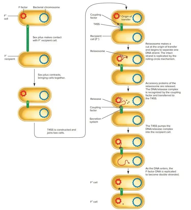 F Factor–Mediated Conjugation