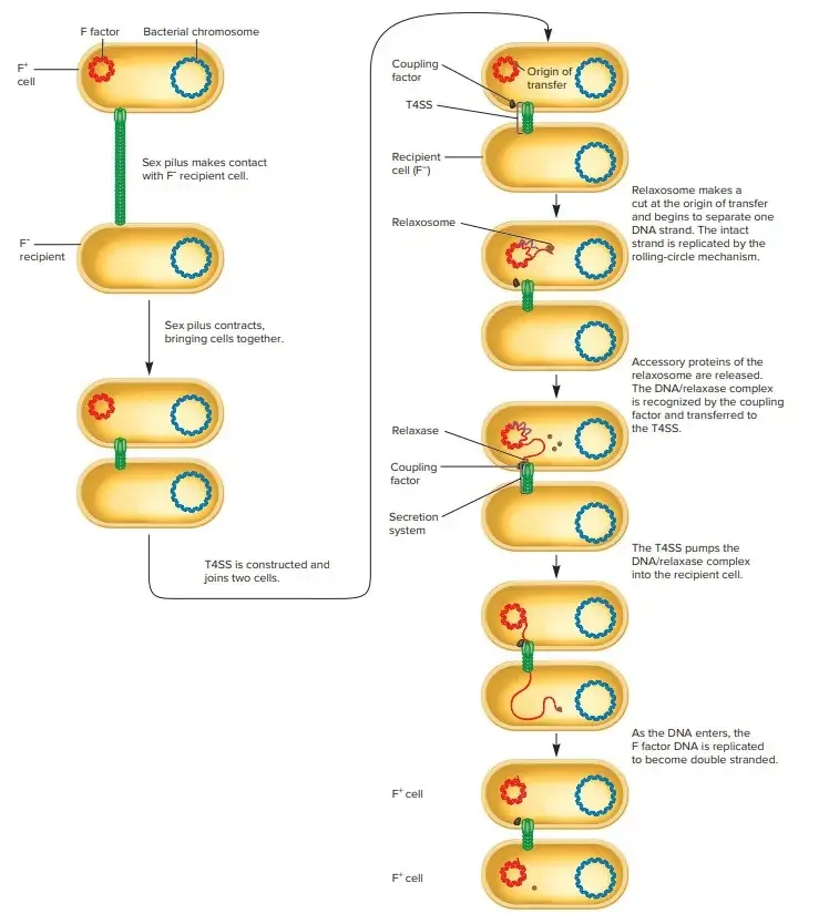 F Factor–Mediated Conjugation