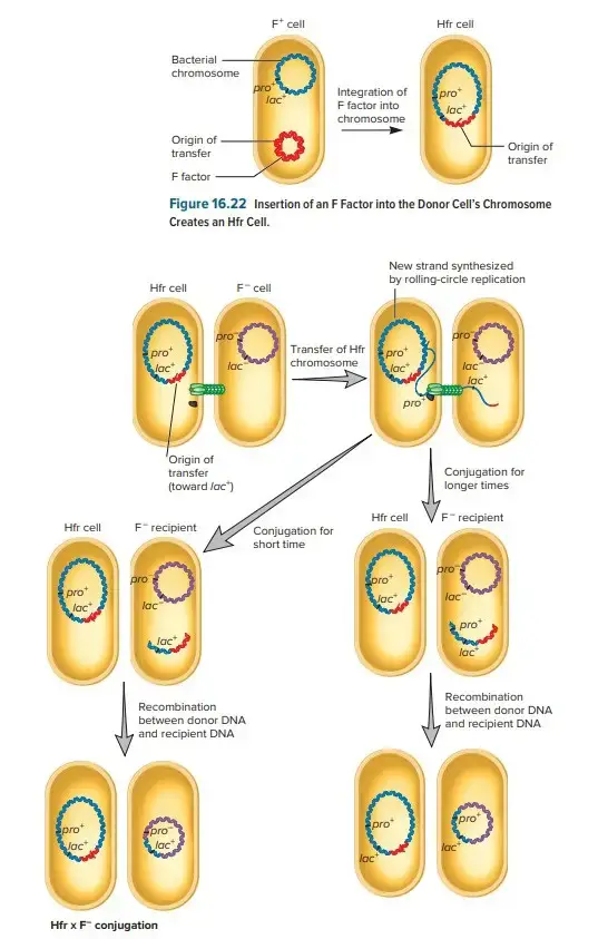 Hfr × F− Conjugation | Shown are the two cells after initial contact and elaboration of the T4SS. As illustrated, during Hfr × F− conjugation, some plasmid genes and some chromosomal genes are transferred to the recipient. Note that only a portion of the F factor moves into the recipient. Because the entire plasmid is not transferred, the recipient remains F−. In addition, the incoming DNA must recombine with the recipient’s chromosome if it is to be stably maintained.