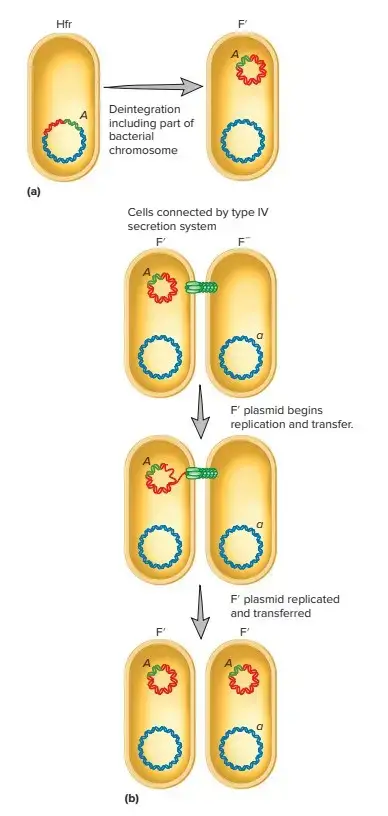 F′ Conjugation | (a) Due to an error in excision, the A gene of an Hfr cell is incorporated into the F factor. (b) During conjugation, the A gene is transferred to a recipient, which becomes diploid for that gene (i.e., Aa).