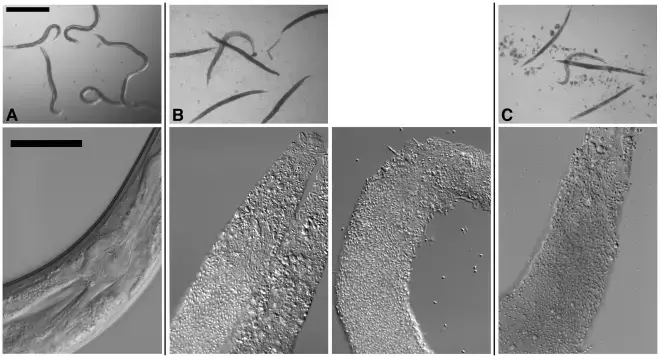 Dissecting microscope images – Nematodes cultivated in different environments, as seen under a dissecting microscope. Images in the top row have a 500 m scale bar. Cultured nematodes, seen under a compound microscope (bottom row). The anterior of the worm is toward the top right in all photographs in the bottom row, and the scale bar is 50 m. Soil-grown C. elegans (A) and B. thuringiensis (B) lacking Cry5B in a well-culture setting. In the top row, not a single one of the six nematodes has been infected. Everyone here is perfectly fine. Some of the worms on the top row appear blurry because they are swimming around in the well. The pharynx and gut of C. elegans that have been fed B. thuringiensis without Cry5B are normal and unharmed (bottom row). B) C. elegans co-cultured with B. thuringiensis and Cry5B in a well environment. In the top row, five of the six worms are fully infected (they lack normal colouring and internal structures) whereas one is not. Infected animals in the bottom row have internal structures that have been completely or nearly completely digested by the bacteria. These fatally infected animals harbour both vegetative and sporulated forms of the bacterium. (C) Similar photos to (B), but this time Bacillus anthracis has been cultivated with the nematodes.
