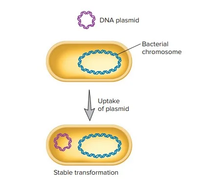 Transformation with a plasmid