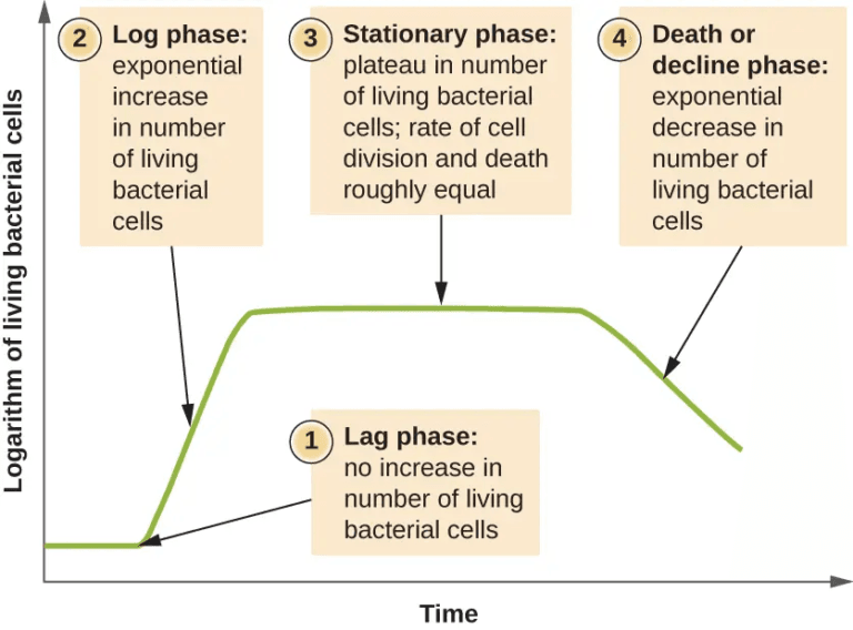 Bacterial Growth Curve - Definition, Phases, Factors, Significance