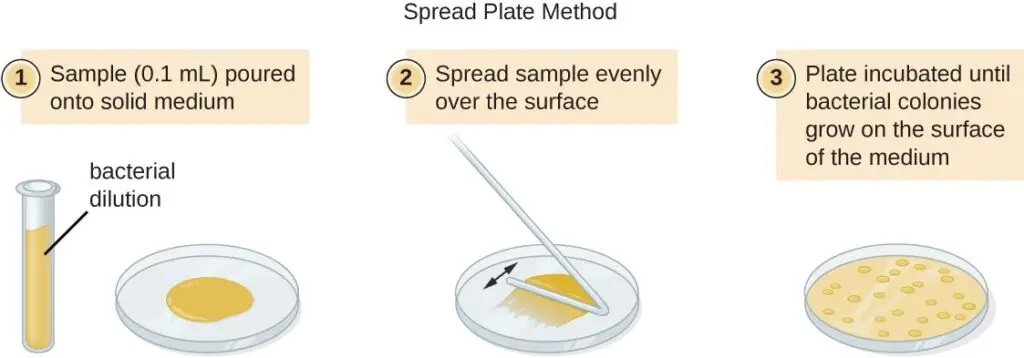 spread plate method