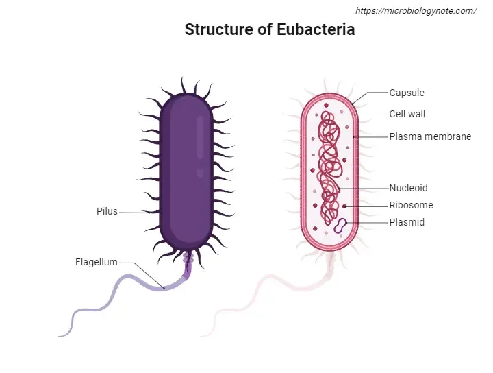 Eubacteria - Definition, Structure, Characterisitcs, Types, Examples 1 Structure of Eubacteria