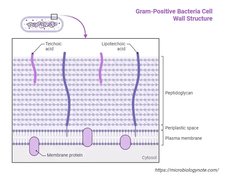 Eubacteria - Definition, Structure, Characterisitcs, Types, Examples ...