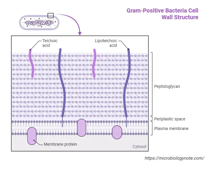 Eubacteria - Definition, Structure, Characterisitcs, Types, Examples 2 Gram-Positive Bacteria Cell Wall Structure