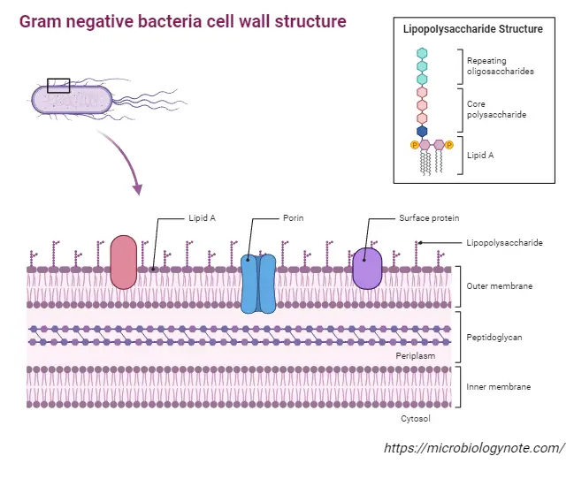 Eubacteria - Definition, Structure, Characterisitcs, Types, Examples ...