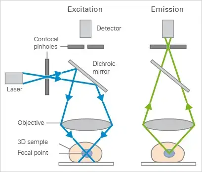 Excitation and emission light pathways in a basic confocal microscope configuration.