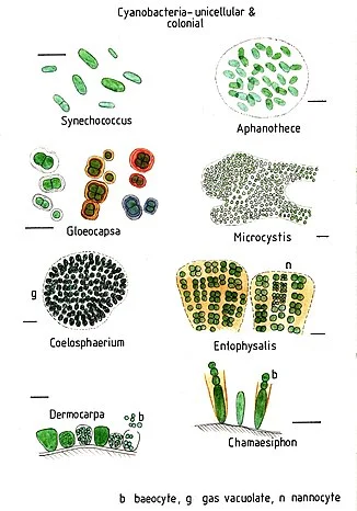 Unicellular and colonial cyanobacteria.