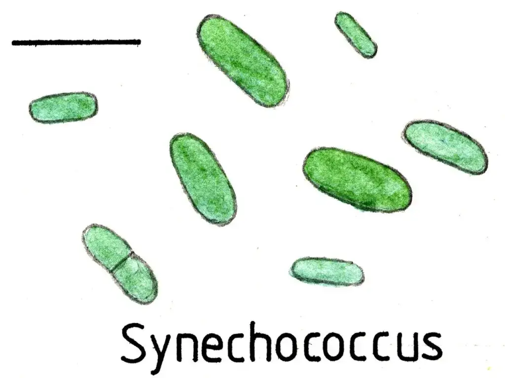 Synechococcus uses a gliding technique to move at 25 μm/s. Scale bar is about 10 µm.