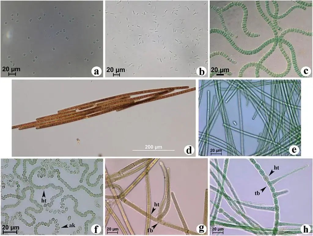 Unicellular: (a) Synechocystis and (b) Synechococcus elongatus
Non-heterocytous: (c) Arthrospira maxima,
(d) Trichodesmium and (e) Phormidium
False- or non-branching heterocytous: (f) Nostoc
and (g) Brasilonema octagenarum
True-branching heterocytous: (h) Stigonema
(ak) akinetes (fb) false branching (tb) true branching