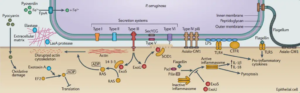 Pseudomonas aeruginosa - Habitat, Diagnosis, Pathogenesis, Treatment ...