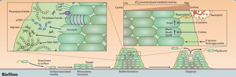 Pseudomonas aeruginosa - Habitat, Diagnosis, Pathogenesis, Treatment ...