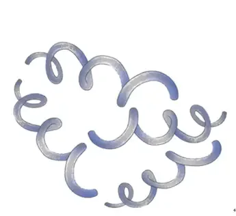 Model of Treponema pallidum
