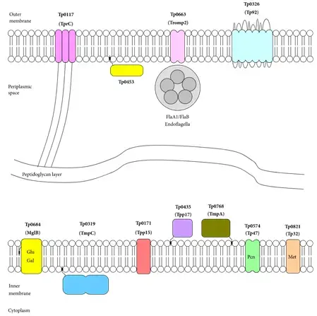 Topological model of T. pallidum seroreactive (lipo)proteins proposed localization  (Aleksey Kubanov, et al. 2017)