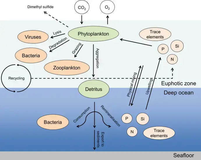 Role of phytoplankton on various compartments of the marine environment 