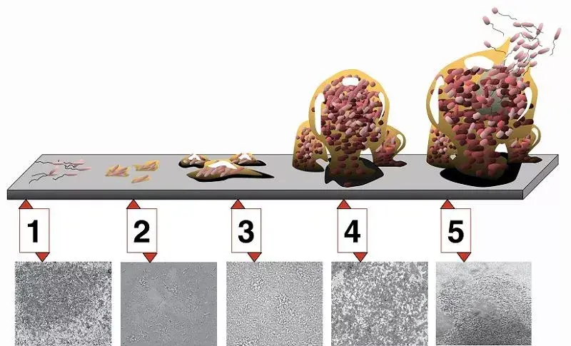 Stages of biofilm development