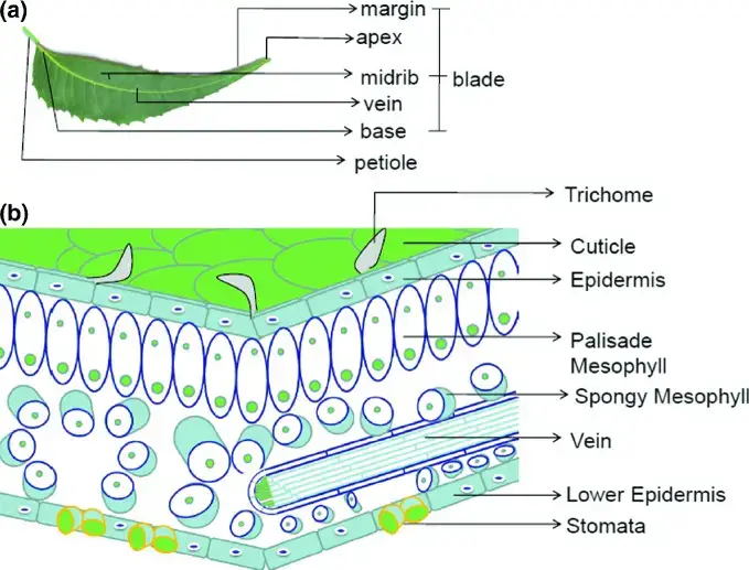 Leaf Structure 