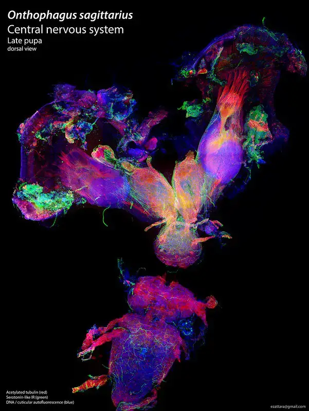 Confocal microscope image – Central Nervous System of Onthophagus sagittarius, winning image in the FASEB BioArt Competition 2016