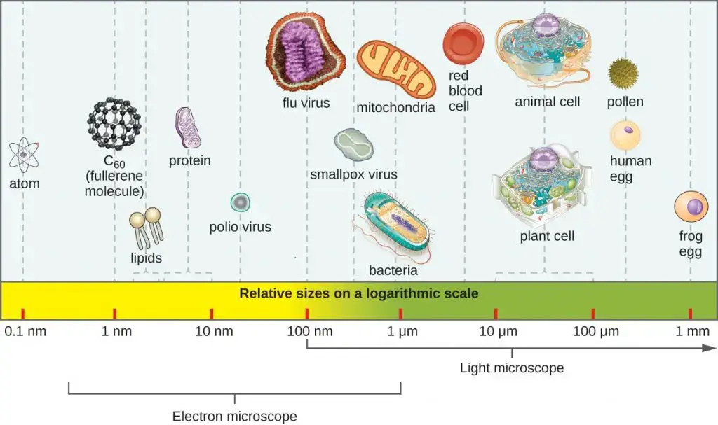 Different Size, Shape and Arrangement of Bacterial Cells