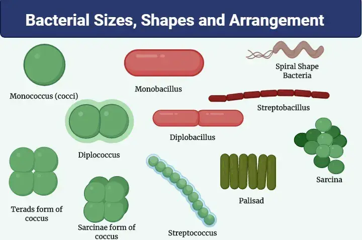 Different Size, Shape and Arrangement of Bacterial Cells |