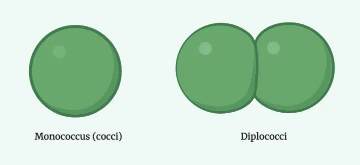  Monococci and Diplococci 