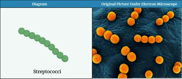 Streptococci