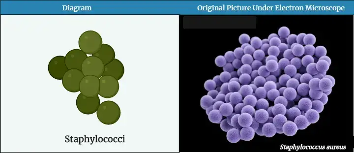 Staphylococci