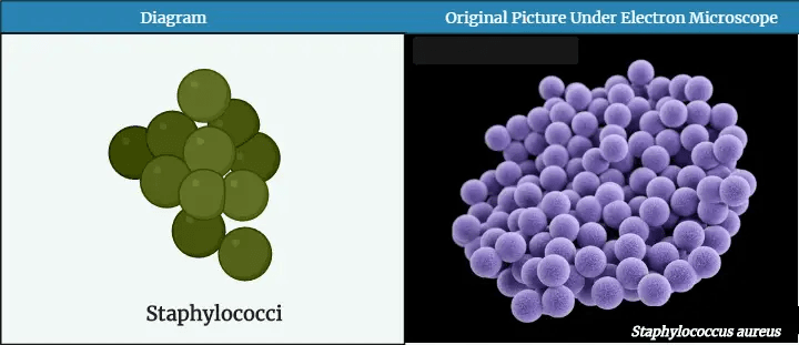 Morphology Of Bacteria Sizes Shapes Arrangements Examples