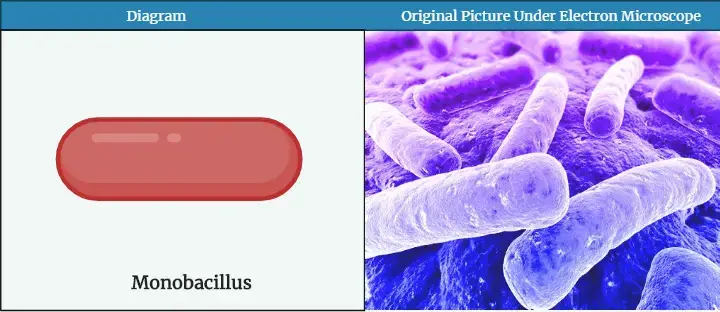 Monobacillus