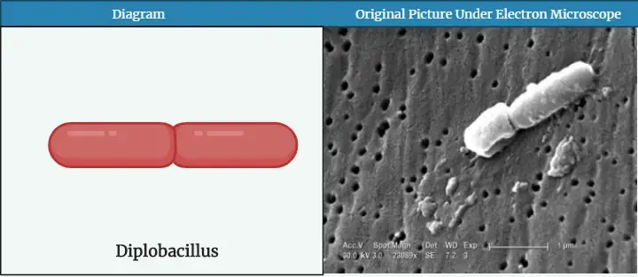 Diplobacillus