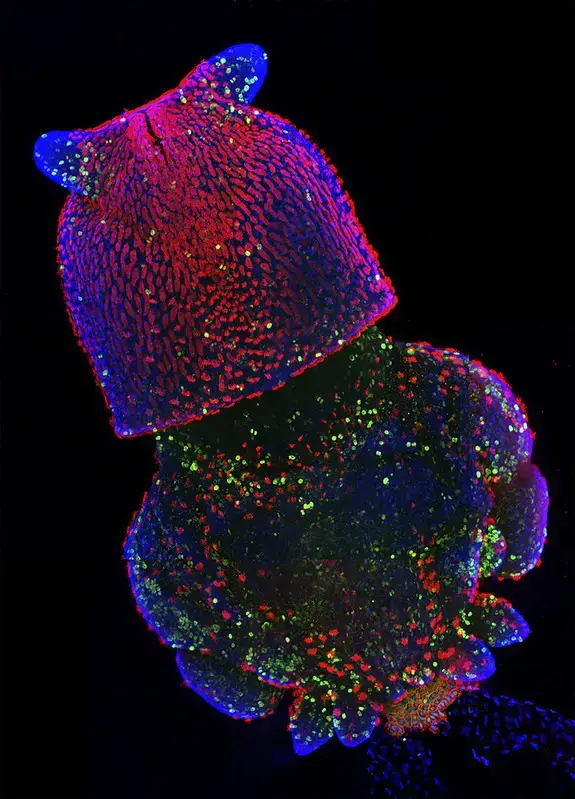 Confocal microscope image – Confocal microscopy of squid embryo