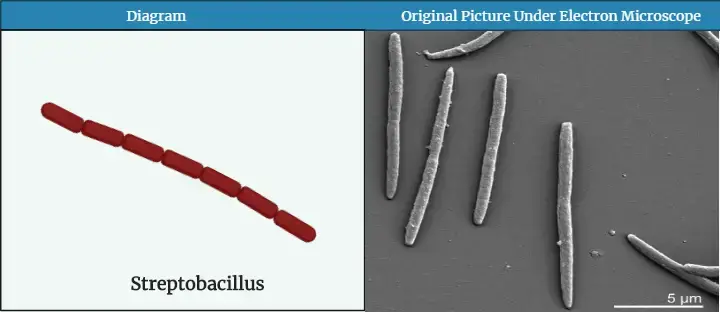 Streptobacillus