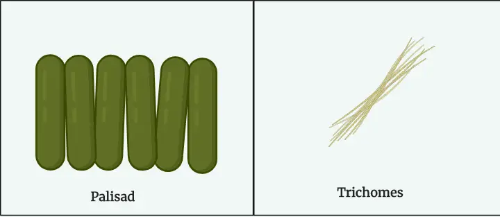 Palisad and Trichomes