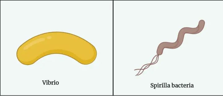 Vibrio and Spirilla bacteria