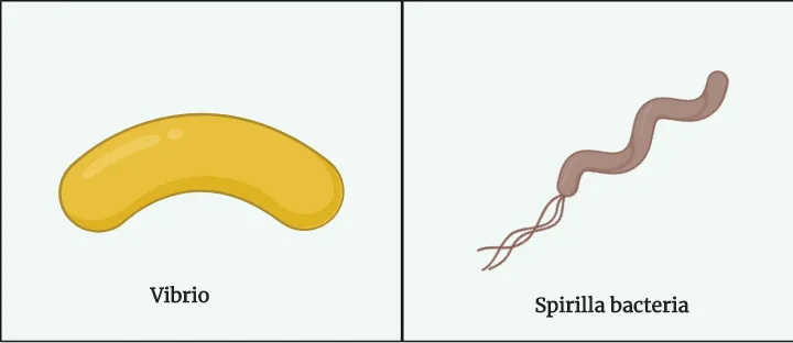 Vibrio and Spirilla bacteria