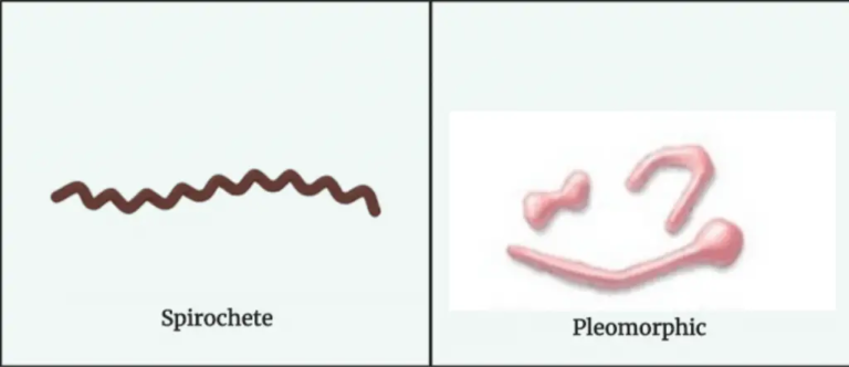 Morphology of Bacteria - Sizes, Shapes, Arrangements, Examples With ...