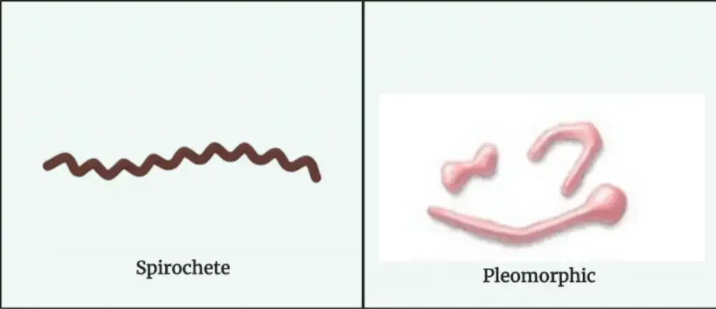 Spirochete and Pleomorphic 