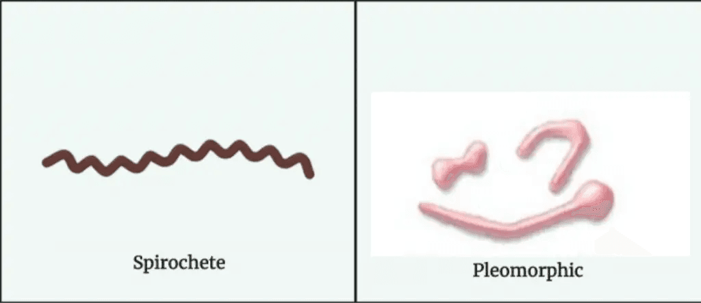 Morphology Of Bacteria Sizes Shapes Arrangements Examples